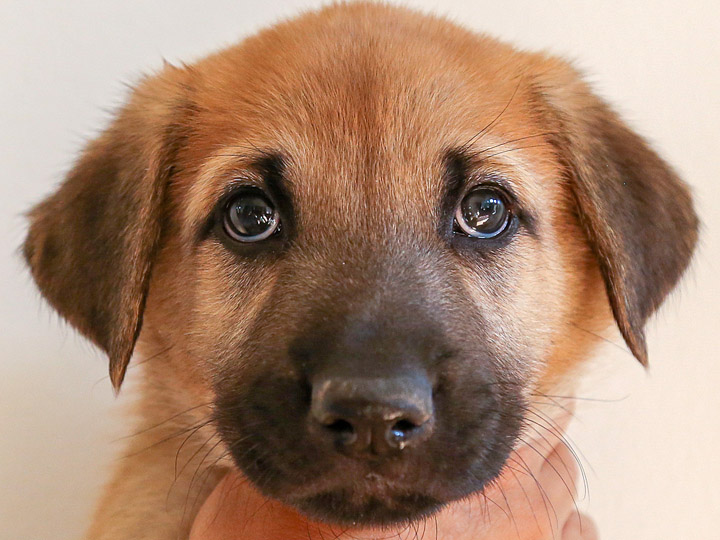 chinook puppy